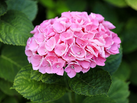 One Bright beautiful pink hydrangea inflorescences on the bush. The flowering of a hydrangea bush....