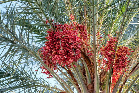 Date tree against the blue sky, red dates are hanging on the palm tree bottom view. harvesting. Palm trees with ripe datesの写真素材