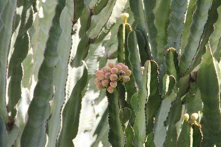 The berries on the cactusの写真素材