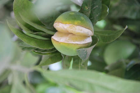 green orangeの写真素材