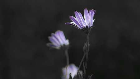 Lavender daisy growing wild in the field