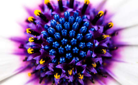 Close up view of the purple stamens of a daisyの写真素材