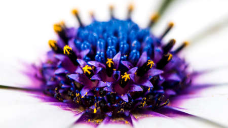 Close up view of the purple stamens of a daisyの写真素材