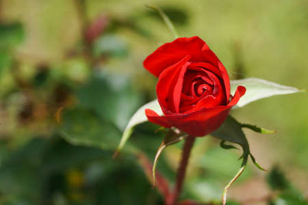 Beautiful photo of a red roseの写真素材