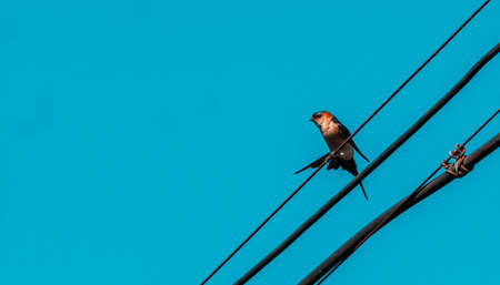 Swallow perched on power linesの写真素材