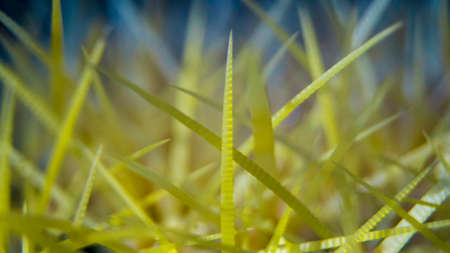 Macro view of a cactusの写真素材