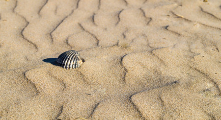 Isolated shell in the middle of the beach