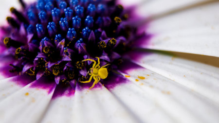 Microscopic spider walking inside a daisy