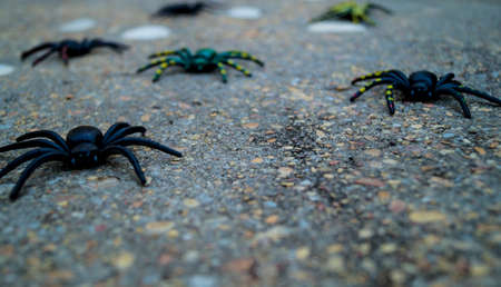 Decorative Halloween spiders for pranksの写真素材
