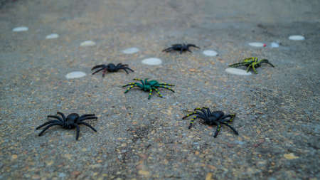 Decorative Halloween spiders for pranksの写真素材