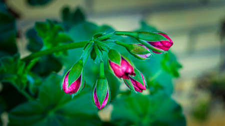 Pink flowers on green backgroundの写真素材