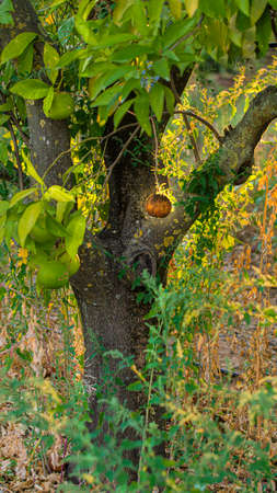 Orange tree growing among the vegetationの写真素材