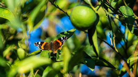 Butterfly perched among the leaves of a lemon treeの写真素材