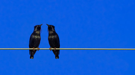 Birds looking at each other