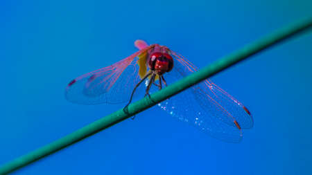 Dragonfly perched on a ropeの写真素材