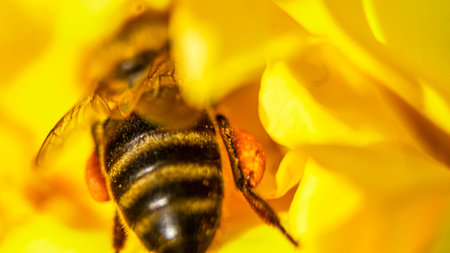 Bee eating nectar from a flower
