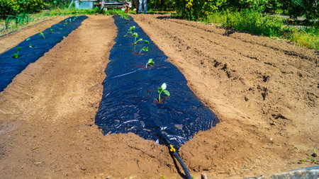 Pepper seedlings growing in the vegetable garden under the sun.