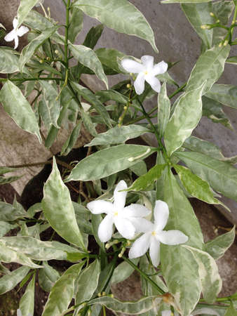 White morning gloryの素材