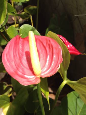 Pink flowerの素材