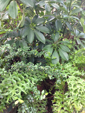 Fresh green plantsの素材