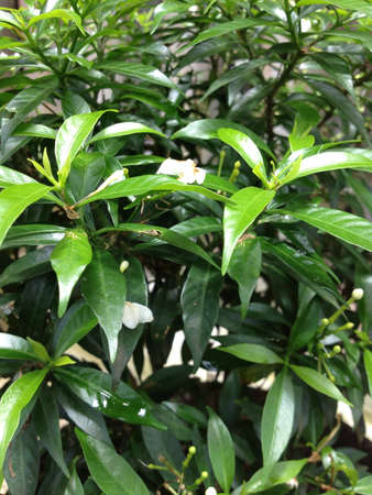 Green leavesの素材