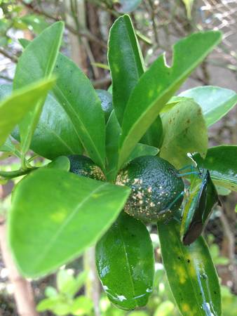 Green beetle at kumquatの素材
