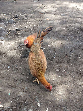 Chickens looking for food on groundの素材