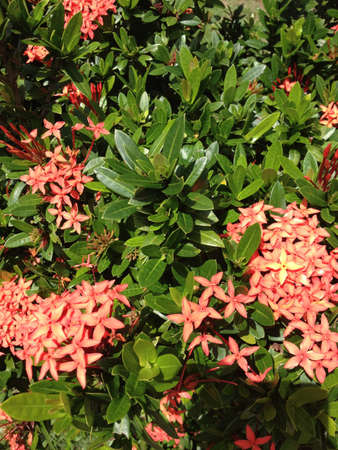 Pink flowersの素材