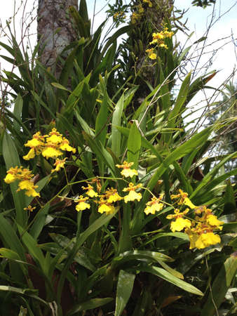 Yellow flowers from a treeの素材