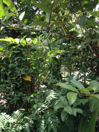 Fresh green plantsの素材