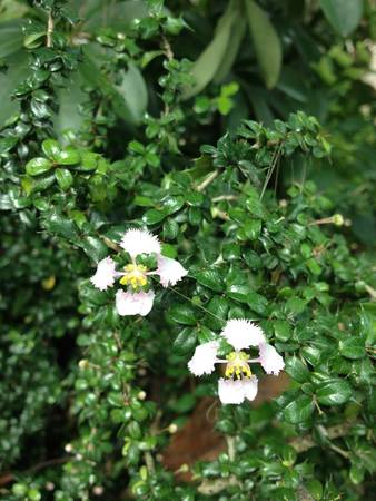 Lighter shade of pink twin flowersの素材