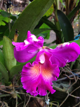 Purple flowerの素材