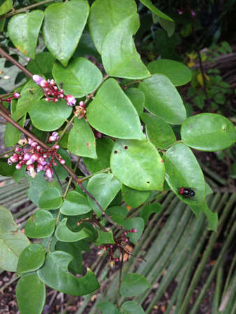 Purple flower with a flyの素材
