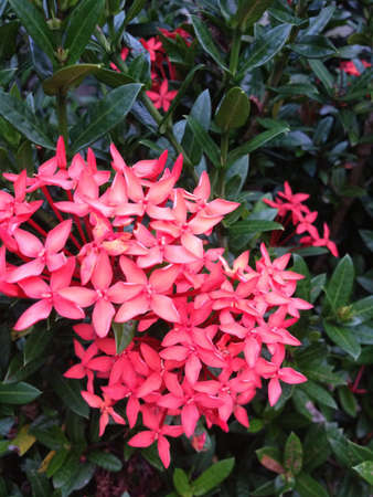 Pink flowersの素材