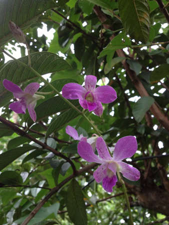 Purple orchidの素材