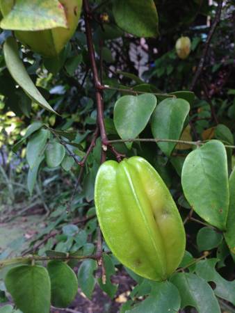 Ripe star fruit for pickingの素材