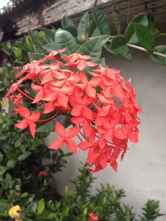 Pink flowerの素材