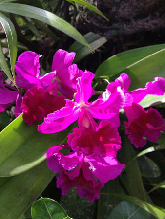 Purple orchidの素材