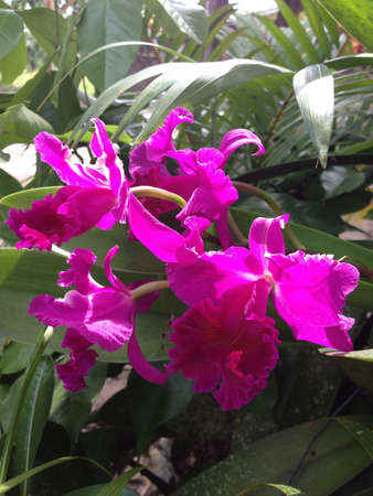 Pretty purple orchidsの素材