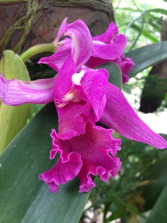 Purple orchidの素材