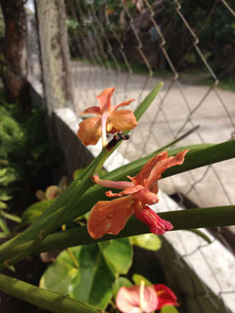 Orange orchidsの素材