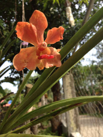 An orange flower standing tallの素材