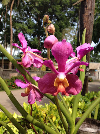 Lovely purple orchidsの素材