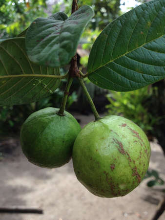 Guava fruitsの素材