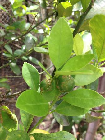 Unspoilt kumquatの素材