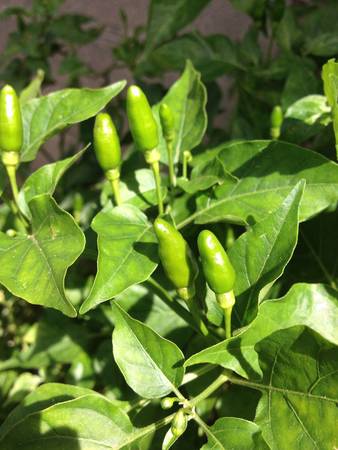 Green hot chilis の素材