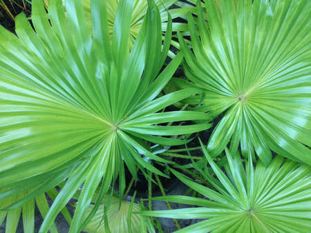 Lovely green anahaw palm leavesの素材