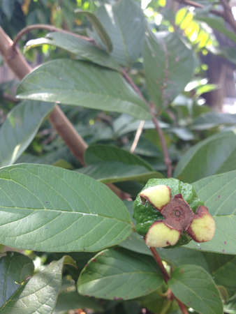 Little green guava fruitの素材