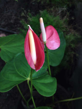A prettily bud of anthoriumの素材