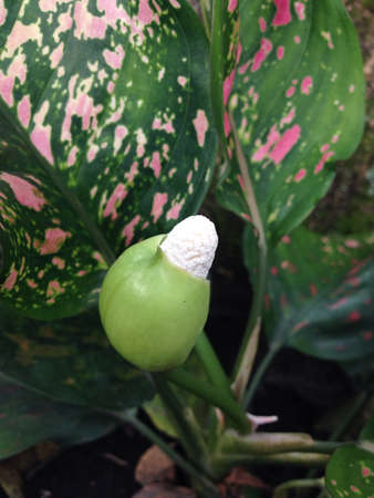 Exotic plant of unknown speciesの素材